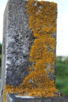lichen