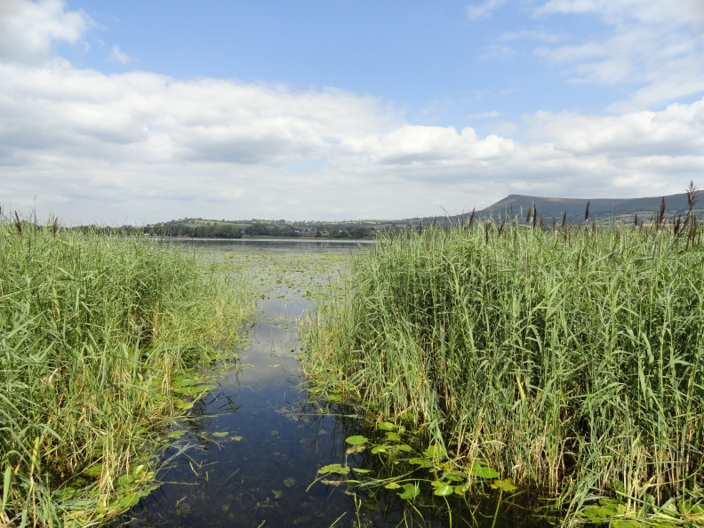 path through the reeds.JPG