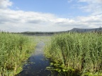 path through the reeds