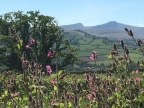 pink campion and Pen y Fan from Pennorth